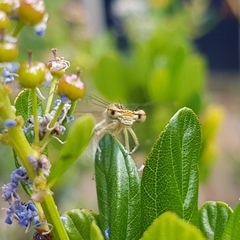 Platycnemis pennipes