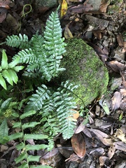 Bolbitis appendiculata