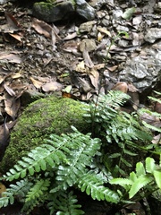 Bolbitis appendiculata