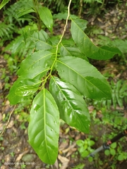Casearia glomerata