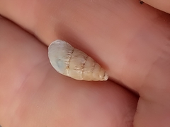 Mastus pupa
