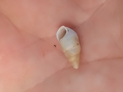 Mastus pupa