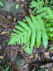 Pleocnemia irregularis