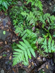 Pleocnemia irregularis