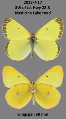 Colias gigantea mayi