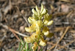 Lupinus angustiflorus