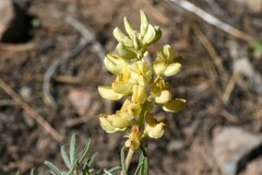 Lupinus angustiflorus