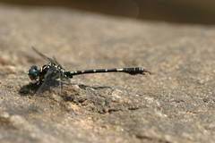 Paragomphus henryi
