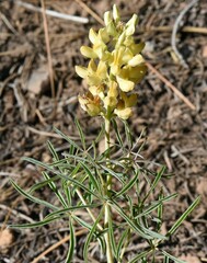 Lupinus angustiflorus