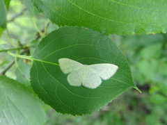 Scopula floslactata