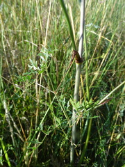 Peucedanum oreoselinum