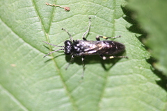 Macrophya ribis
