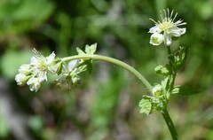 Thalictrum sparsiflorum