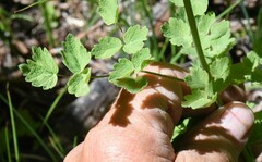 Thalictrum sparsiflorum