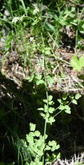 Thalictrum sparsiflorum
