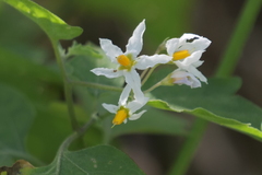 Solanum pilcomayense