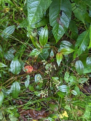 Marcetieae