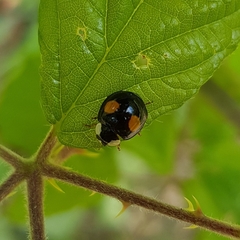 Harmonia axyridis