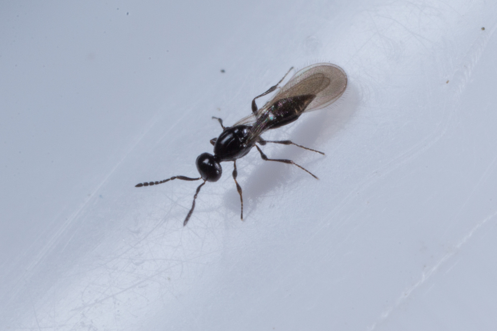 Euxestonotus