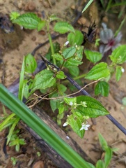 Marcetieae