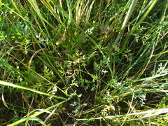 Peucedanum oreoselinum