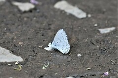 Celastrina lavendularis himilcon