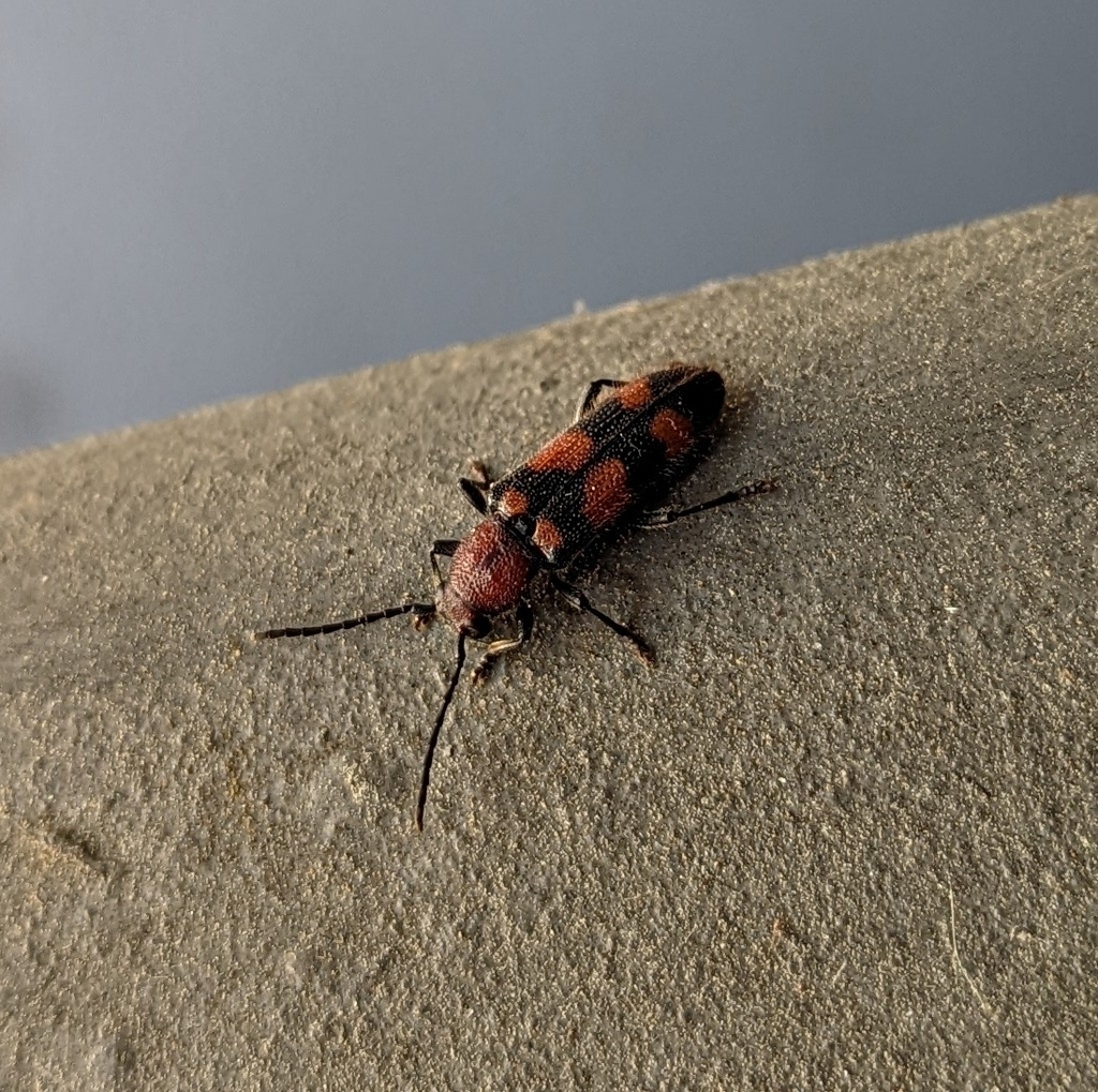 Zagymnus clerinus