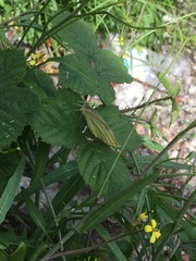 Pieris
