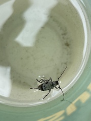 Leptostylus asperatus