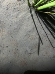Laccotrephes grossus