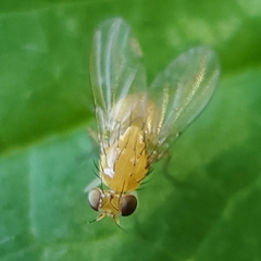 Neogriphoneura