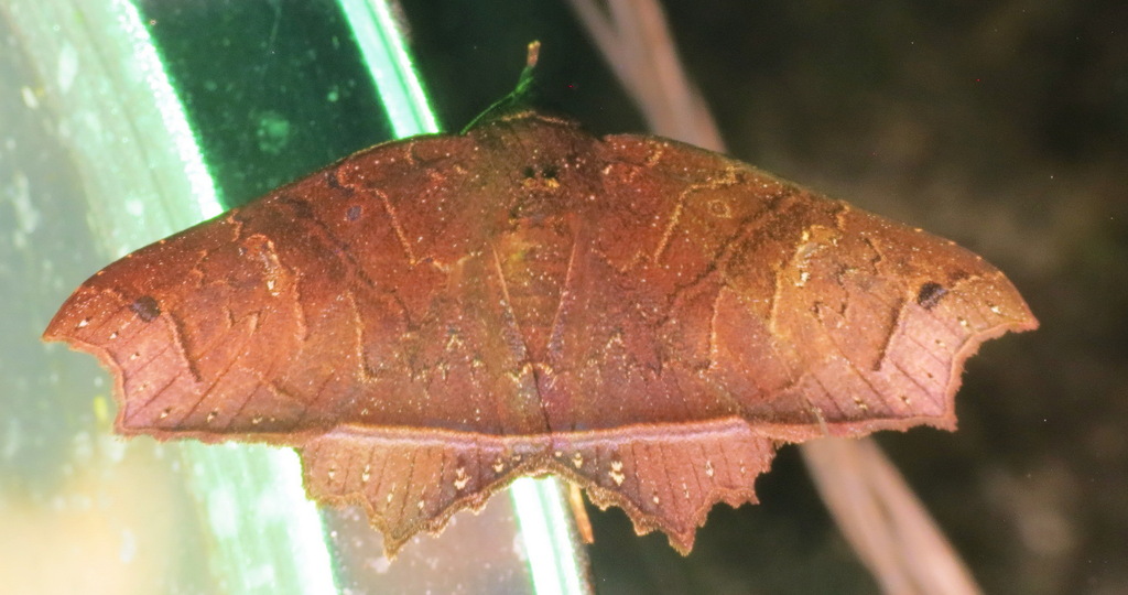 Polygoniodes pallidipes