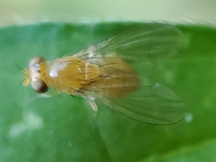 Neogriphoneura
