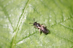 Lasioglossum
