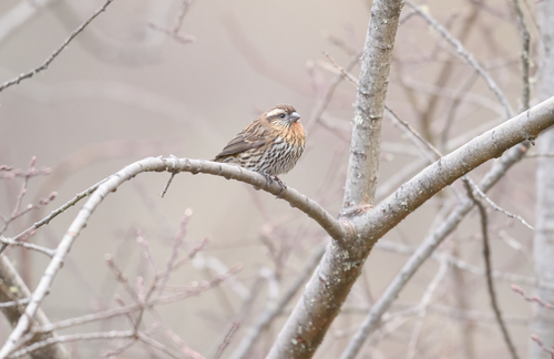 Himalayan White-browed Rosefinch (Carpodacus thura), photo 3