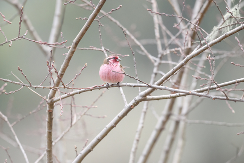 Himalayan White-browed Rosefinch (Carpodacus thura), photo 2