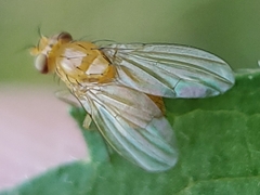 Neogriphoneura