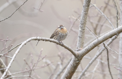 Carpodacus thura