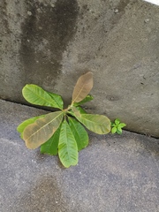 Magnolia officinalis