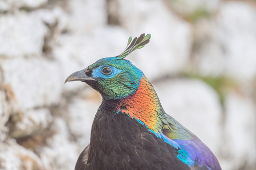 Himalayan Monal photographed in Bhutan