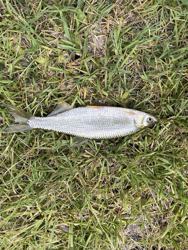 Golden Shiner from Timberline Dr, Victoria, TX, US on June 20, 2022 at ...
