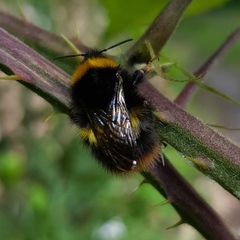 Bombus pratorum