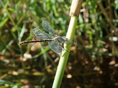 Gomphus graslinii