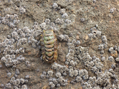 Acanthochitona rubrolineata