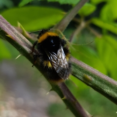 Bombus pratorum