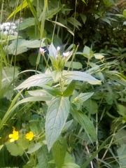 Epilobium adenocaulon