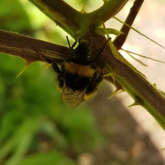 Bombus pratorum
