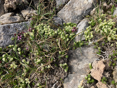 Galium pyrenaicum
