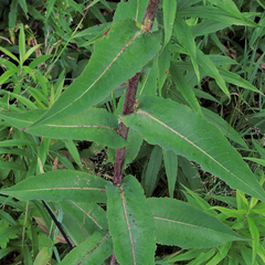 Lactuca canadensis