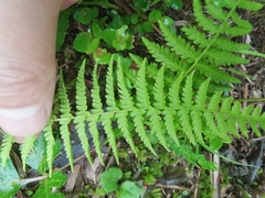 Matteuccia struthiopteris